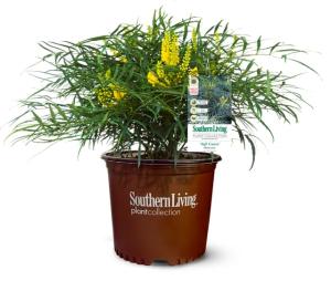 Southern Living Soft Caress Mahonia,1-Gallon Evergreen Flowering Shrub, 3-4 ft Tall and Wide, Yellow Blooms