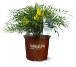 Southern Living Soft Caress Mahonia,1-Gallon Evergreen Flowering Shrub, 3-4 ft Tall and Wide, Yellow Blooms