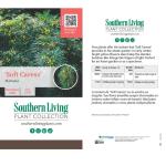 Southern Living Soft Caress Mahonia,1-Gallon Evergreen Flowering Shrub, 3-4 ft Tall and Wide, Yellow Blooms
