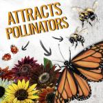 1,000+ Sunflower Seeds Mix for Pollinators