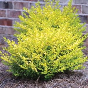 Votaniki Ligustrum sinense ‘Sunshine’ (Chinese Privet) — 2-Year-Old Live Plant, 1-2 ft Golden Foliage Shrub | Fast-Growing Evergreen Perennial | Easy Hedge or Border Plant (1 Pack)