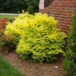 Votaniki Ligustrum sinense ‘Sunshine’ (Chinese Privet) — 2-Year-Old Live Plant, 1-2 ft Golden Foliage Shrub | Fast-Growing Evergreen Perennial | Easy Hedge or Border Plant (1 Pack)