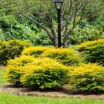Votaniki Ligustrum sinense ‘Sunshine’ (Chinese Privet) — 2-Year-Old Live Plant, 1-2 ft Golden Foliage Shrub | Fast-Growing Evergreen Perennial | Easy Hedge or Border Plant (1 Pack)