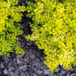 Votaniki Ligustrum sinense ‘Sunshine’ (Chinese Privet) — 2-Year-Old Live Plant, 1-2 ft Golden Foliage Shrub | Fast-Growing Evergreen Perennial | Easy Hedge or Border Plant (1 Pack)