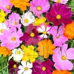 Crazy Cosmos Wildflower Seed Mix - 7,000+ Seeds