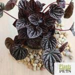 Indoor Houseplant Set: 4 Live Plants in Pots