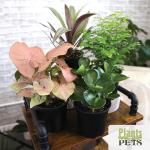Indoor Houseplant Set: 4 Live Plants in Pots