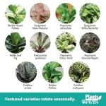 Indoor Houseplant Set: 4 Live Plants in Pots