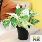 Indoor Houseplant Set: 4 Live Plants in Pots