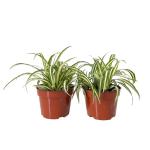 Easy to Grow Spider Plant 'Variegated' Live Plant (2 Pack) - Indoor Potted Houseplants in Grower's Nursery Pots