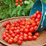 Bonnie PLANTS Husky Cherry Red Tomato Live Vegetable Plants - 4 Pack, Non-GMO, Bite Sized, Disease Resistant