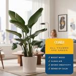 Costa Farms White Bird of Paradise Live Plant in Decorative Pot, Large Indoor Houseplant, Perfect for Home, Room, or Office Decor, Great House Warming or Birthday Gift, 2-3 Feet Tall