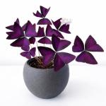 Oxalis Triangularis Bulbs - Purple Shamrock Bulbs - Good Luck Plant - Fast Growing Year Round Color Indoors or Outdoors - Oxalis Shamrock Bulbs - Ships from Iowa, Made in USA (10 Bulbs)