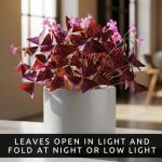 Oxalis Triangularis Bulbs - Purple Shamrock Bulbs - Good Luck Plant - Fast Growing Year Round Color Indoors or Outdoors - Oxalis Shamrock Bulbs - Ships from Iowa, Made in USA (10 Bulbs)