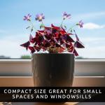 Oxalis Triangularis Bulbs - Purple Shamrock Bulbs - Good Luck Plant - Fast Growing Year Round Color Indoors or Outdoors - Oxalis Shamrock Bulbs - Ships from Iowa, Made in USA (10 Bulbs)