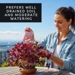 Oxalis Triangularis Bulbs - Purple Shamrock Bulbs - Good Luck Plant - Fast Growing Year Round Color Indoors or Outdoors - Oxalis Shamrock Bulbs - Ships from Iowa, Made in USA (10 Bulbs)