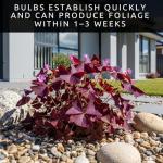 Oxalis Triangularis Bulbs - Purple Shamrock Bulbs - Good Luck Plant - Fast Growing Year Round Color Indoors or Outdoors - Oxalis Shamrock Bulbs - Ships from Iowa, Made in USA (10 Bulbs)
