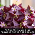 Oxalis Triangularis Bulbs - Purple Shamrock Bulbs - Good Luck Plant - Fast Growing Year Round Color Indoors or Outdoors - Oxalis Shamrock Bulbs - Ships from Iowa, Made in USA (10 Bulbs)