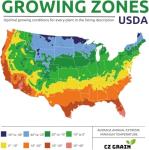 Oxalis Triangularis Bulbs - Purple Shamrock Bulbs - Good Luck Plant - Fast Growing Year Round Color Indoors or Outdoors - Oxalis Shamrock Bulbs - Ships from Iowa, Made in USA (10 Bulbs)