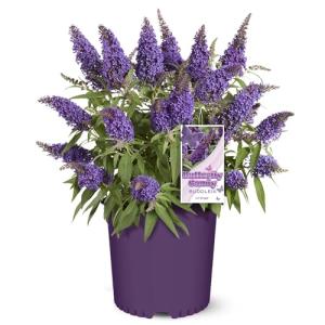 Perfect Plants Butterfly Candy Li'l Grape Butterfly Bush in 1 Gallon Grower's Pot | Live Flowering Shrub with Purple Blooms for Outdoor & Containers | Compact | Attracts Pollinators | Zones 5-10
