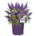 Perfect Plants Butterfly Candy Li'l Grape Butterfly Bush in 1 Gallon Grower's Pot | Live Flowering Shrub with Purple Blooms for Outdoor & Containers | Compact | Attracts Pollinators | Zones 5-10