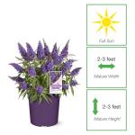 Perfect Plants Butterfly Candy Li'l Grape Butterfly Bush in 1 Gallon Grower's Pot | Live Flowering Shrub with Purple Blooms for Outdoor & Containers | Compact | Attracts Pollinators | Zones 5-10