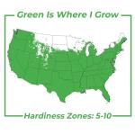 Perfect Plants Butterfly Candy Li'l Grape Butterfly Bush in 1 Gallon Grower's Pot | Live Flowering Shrub with Purple Blooms for Outdoor & Containers | Compact | Attracts Pollinators | Zones 5-10