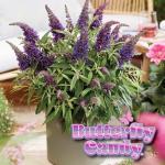 Perfect Plants Butterfly Candy Li'l Grape Butterfly Bush in 1 Gallon Grower's Pot | Live Flowering Shrub with Purple Blooms for Outdoor & Containers | Compact | Attracts Pollinators | Zones 5-10