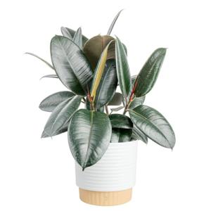 Burgundy Rubber Plant - Indoor Ficus Elastica