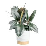 Burgundy Rubber Plant - Indoor Ficus Elastica