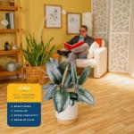 Burgundy Rubber Plant - Indoor Ficus Elastica