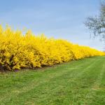 5 Lynwood Gold Forsythia Shrubs - 10-18" Tall Live Plants - Golden Bell Yellow Lynnwood Bushes/Trees - Forsythia x Intermedia 'Lynwood' - (5 Pack)