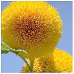 Teddy Bear Sunflower Seeds – 30+ Giant, Fluffy Blooms – Heirloom Flower Seeds for Outdoor Planting – Grows Up to 7’ Tall in Full Sun - Grown in the USA