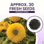 Teddy Bear Sunflower Seeds – 30+ Giant, Fluffy Blooms – Heirloom Flower Seeds for Outdoor Planting – Grows Up to 7’ Tall in Full Sun - Grown in the USA