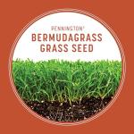 Pennington Bermudagrass Grass Seed 5 lb
