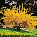 5 Lynwood Gold Forsythia Shrubs - 10-18" Tall Live Plants - Golden Bell Yellow Lynnwood Bushes/Trees - Forsythia x Intermedia 'Lynwood' - (5 Pack)