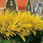 5 Lynwood Gold Forsythia Shrubs - 10-18" Tall Live Plants - Golden Bell Yellow Lynnwood Bushes/Trees - Forsythia x Intermedia 'Lynwood' - (5 Pack)