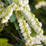 Mountain Snow Pieris (2 Gallon) Blooming Evergreen Shrub with White Flowers - Part Shade to Shade Live Outdoor Plant