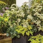 Mountain Snow Pieris (2 Gallon) Blooming Evergreen Shrub with White Flowers - Part Shade to Shade Live Outdoor Plant