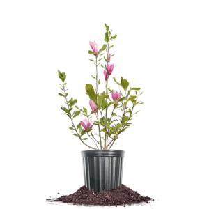 Perfect Plants Jane Magnolia Live Plant, 1 Gallon, Includes Care Guide