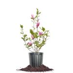 Perfect Plants Jane Magnolia Live Plant, 1 Gallon, Includes Care Guide