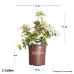 Mountain Snow Pieris (2 Gallon) Blooming Evergreen Shrub with White Flowers - Part Shade to Shade Live Outdoor Plant