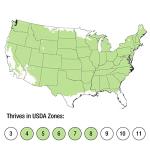 Mountain Snow Pieris (2 Gallon) Blooming Evergreen Shrub with White Flowers - Part Shade to Shade Live Outdoor Plant