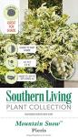 Mountain Snow Pieris (2 Gallon) Blooming Evergreen Shrub with White Flowers - Part Shade to Shade Live Outdoor Plant