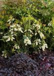 Mountain Snow Pieris (2 Gallon) Blooming Evergreen Shrub with White Flowers - Part Shade to Shade Live Outdoor Plant