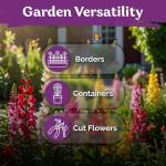 KVITER 1,500 Tetra Mix Snapdragon seeds (Antirrhinum Majus) – Heirloom & Organic Tall Snap Dragon Mix, Annual Flower Garden seeds, Cut Flower Seeds for Planting – Ideal for Outdoor Garden & Containers