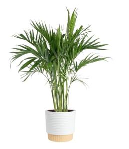 Costa Farms Cat Palm - Indoor Potted Houseplant