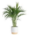 Costa Farms Cat Palm - Indoor Potted Houseplant