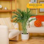 Costa Farms Cat Palm - Indoor Potted Houseplant