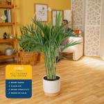 Costa Farms Cat Palm - Indoor Potted Houseplant